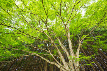 Obraz premium 大木の紅葉