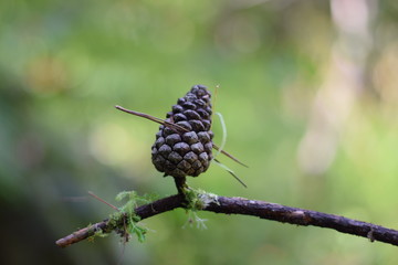 pine cones