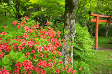 神社のヤマツツジ