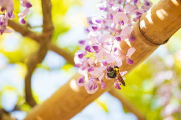 藤の花を吸蜜するクマバチ