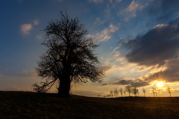 alleinstehender baum im Sonnenuntergang