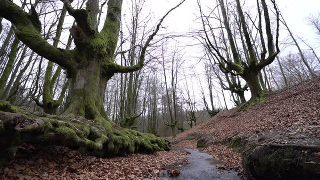 Video from the Otzarreta Forest river in the Gorbea natural park, Bizkaia. Basque Country