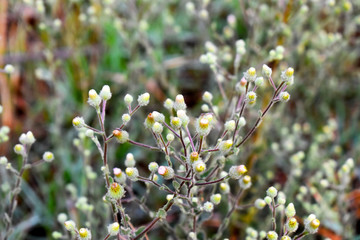 flowers in the garden