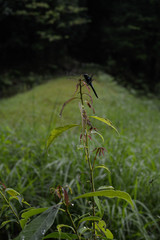 シオカラトンボ