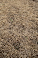 枯草のある冬の野原