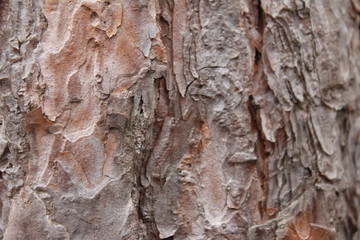 texture of bark of a tree