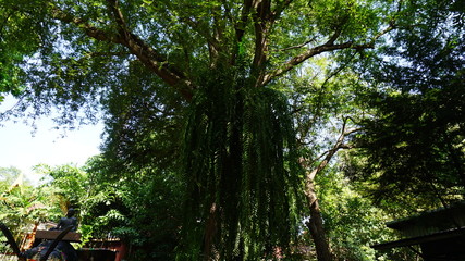 The Public garden in temple