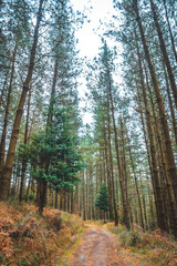 Forest of the natural park of Gorbea, Bizkaia. Basque Country