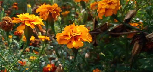 yellow flowers in the garden