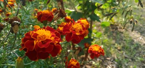 red flowers in the garden