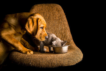 Puppy of red fox labrador and burma kitten are playing on the brown chair on black background. - 318177559