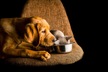 Puppy of red fox labrador and burma kitten are playing on the brown chair on black background. - 318177597