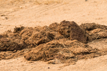 animal dung, droppings, poop in nature