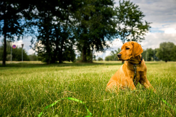 Pure Bred Pedigree Red Fox Retriever Puppy Sat In A Green Field - 318177903