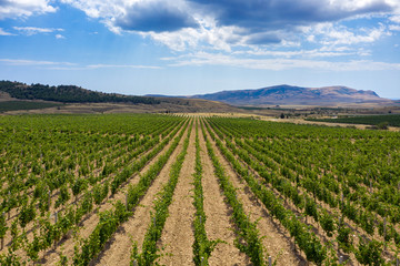 Fototapeta na wymiar Aerial view of mountain vineyard in Crimea