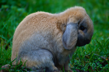 Cute brown bunny or rabbit in grass