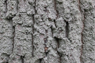 bark of a tree