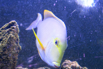 fish in aquarium