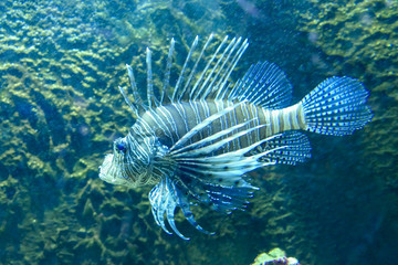 fish in aquarium