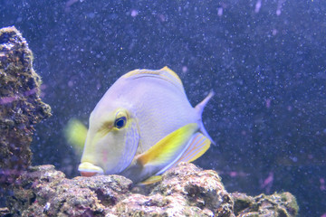 tropical fish in aquarium