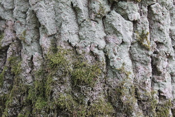 tree bark