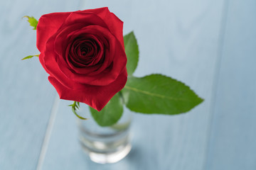 Single red rose in glass on blue wood table