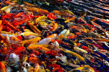 Obraz na płótnie Canvas colorful Koi fish,craft are swimming to the farm owner to eat and receive food.