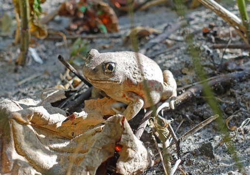 Common toad sitting on the ground