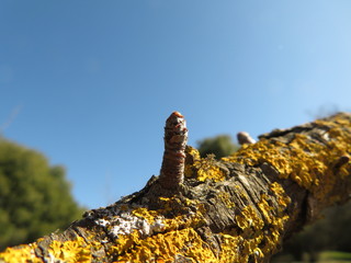 wild Pistacia tree bud comes out from branch 