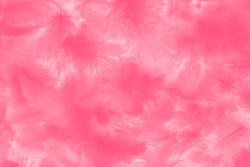 eautiful abstract colorful red and pink feathers on white background and soft white feather texture on white pattern and light pink background valentine day