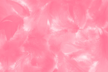 eautiful abstract colorful red and pink feathers on white background and soft white feather texture on white pattern and light pink background valentine day