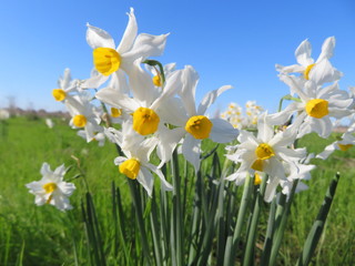 wild narcissus flowers in nature reserve