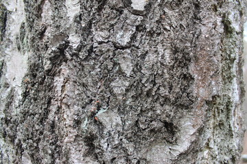bark of a tree