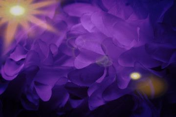 Beautiful abstract color purple and pink flowers on lightning background and purple flower frame...