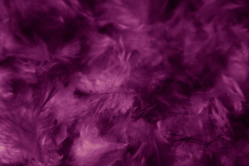 Naklejka na ściany i meble Beautiful abstract colorful black and purple feathers on black background and soft white pink feather texture on dark pattern and light blue background, colorful feather, purple banners