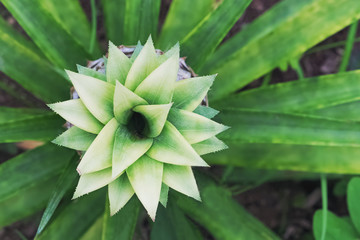 Fototapeta premium Closeup photo of small growing pineapple with fresh green leaves