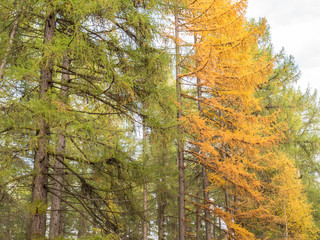 Larch forest in autumn with green and yellowed needles