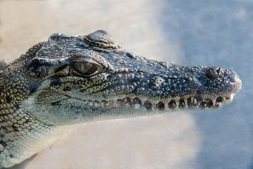 Fototapeta premium Saltwater Crocodile