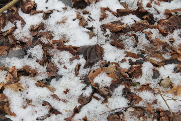  leaves in the snow