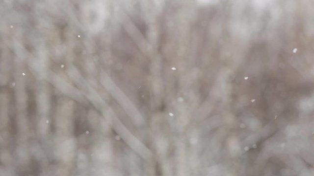 snow falling at the fir trees branches