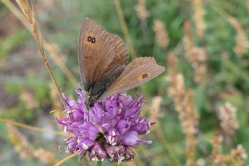 butterfly on flower