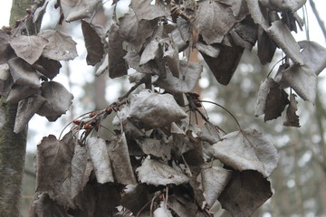 dead leaves