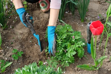 Woman hands with garden tools working with soil and cultivating dicentra spectabilis Bleeding Heart flower