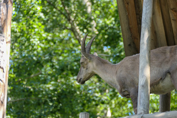 deer in the forest