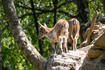 group of wolves in zoo