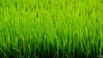 Fototapeta na wymiar bright green rice field in sapa, vietnam