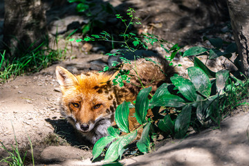 Naklejka na ściany i meble red fox in grass