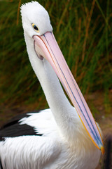 Black and white bird pelican looking to us staying among the greenery and sand