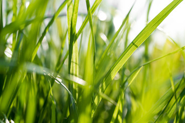 Green grass close up macro shot wallpaper. 