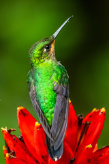 Amazilia decora, Charming Hummingbird, bird feeding sweet nectar from flower pink bloom. Hummingbird behaviour in tropic forest, nature habitat in Corcovado NP, Costa Rica. Two bird in fly, wildlife.